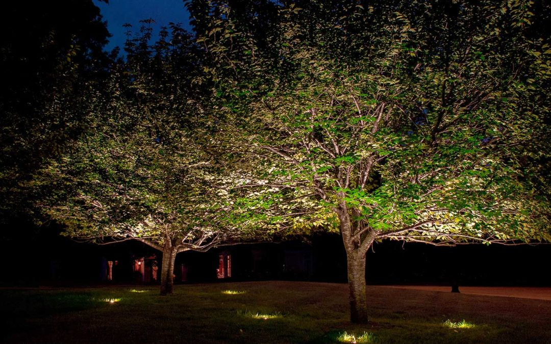 Top Tree Uplighting Ideas to Enhance Your Landscape - uplightingdesigns.com
